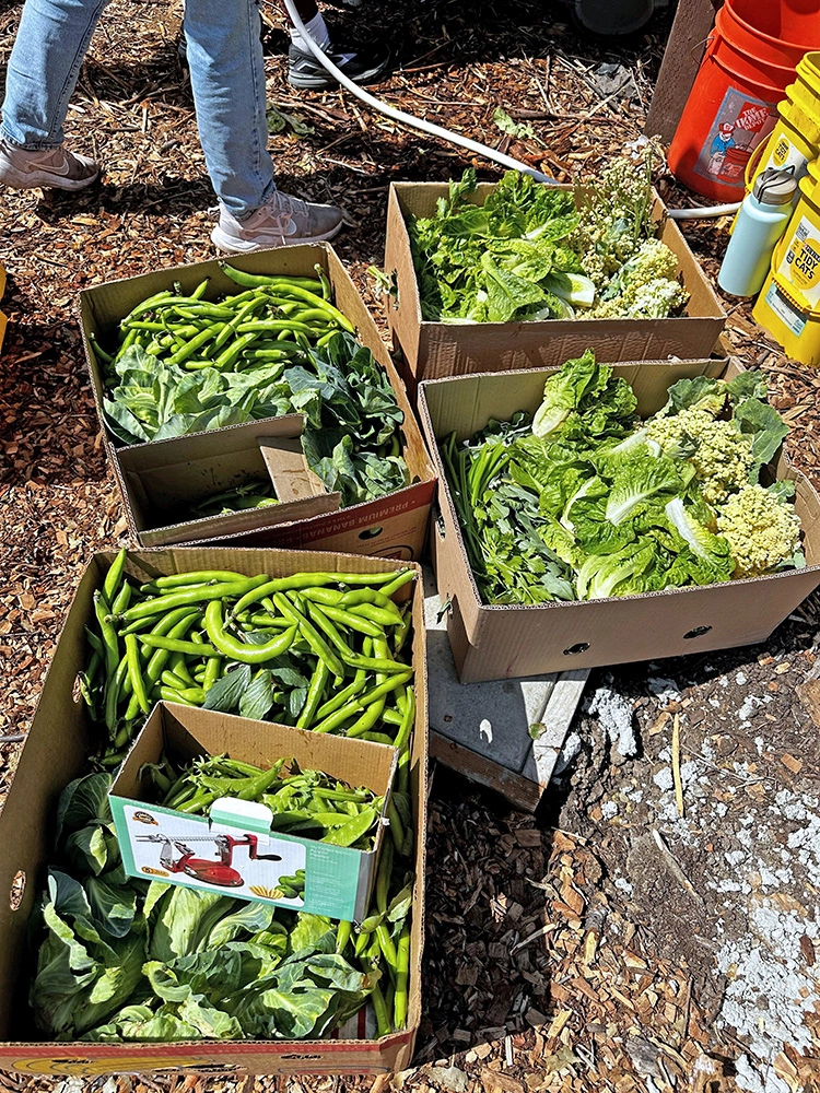 volunteering